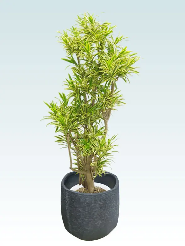 ソングオブインディア葉っぱ枝も入った画像