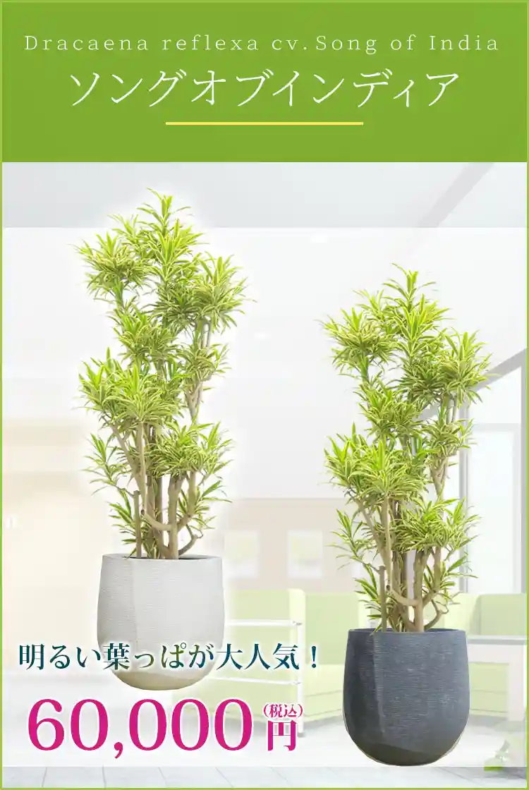 ソングオブインディア 観葉植物 60,000円(税込)