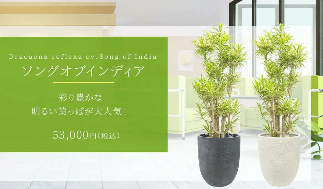 ソングオブインディア 観葉植物 53,000円(税込)