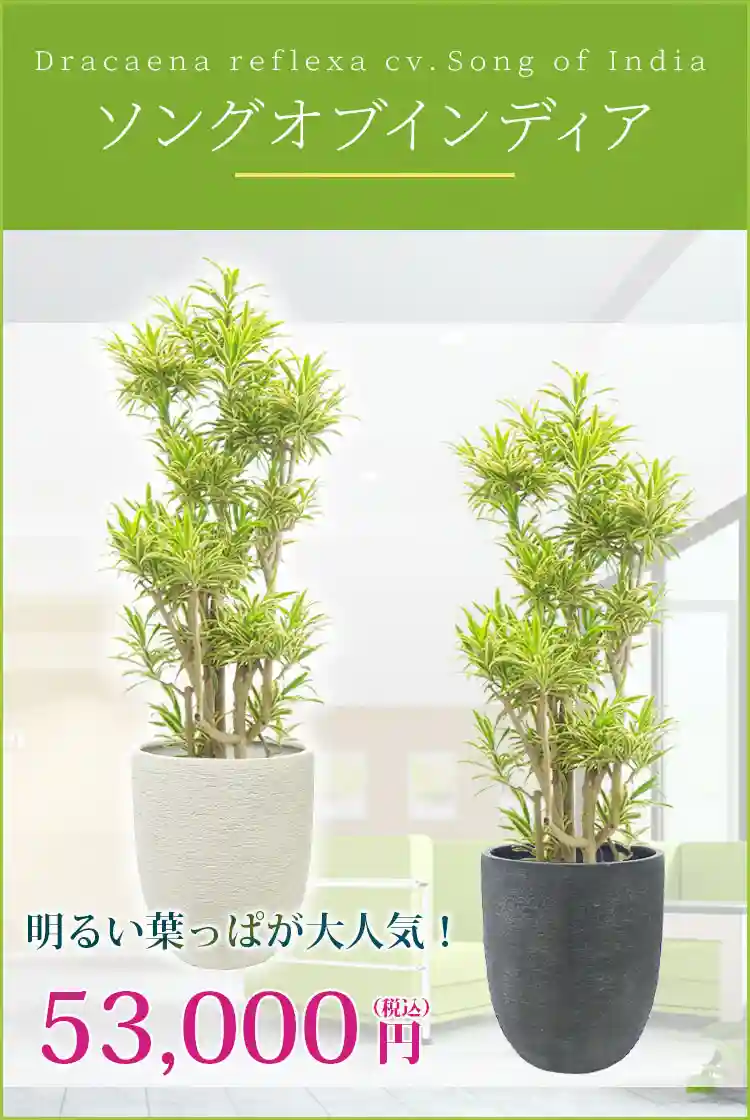 ソングオブインディア 観葉植物 53,000円(税込)