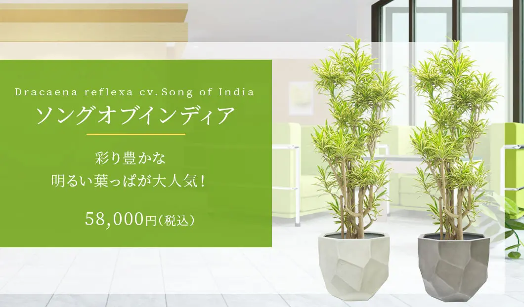 ソングオブインディア 観葉植物 58,000円(税込)