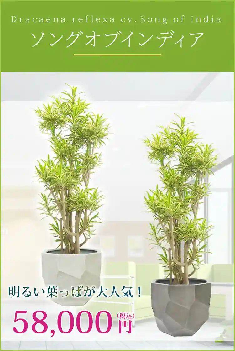 ソングオブインディア 観葉植物 58,000円(税込)
