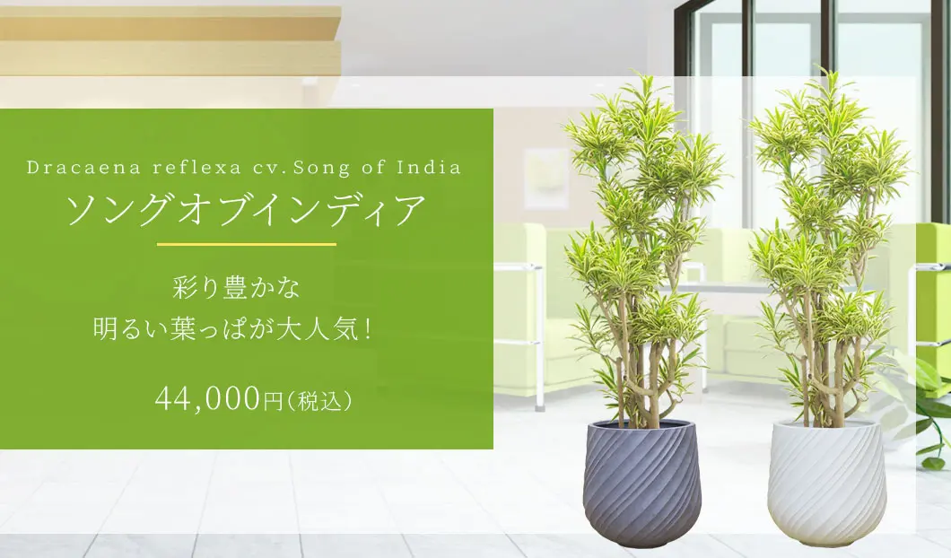 ソングオブインディア 観葉植物 44,000円(税込)