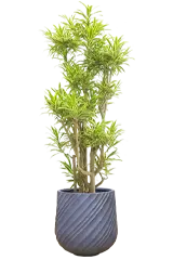 ソングオブインディア全体画像