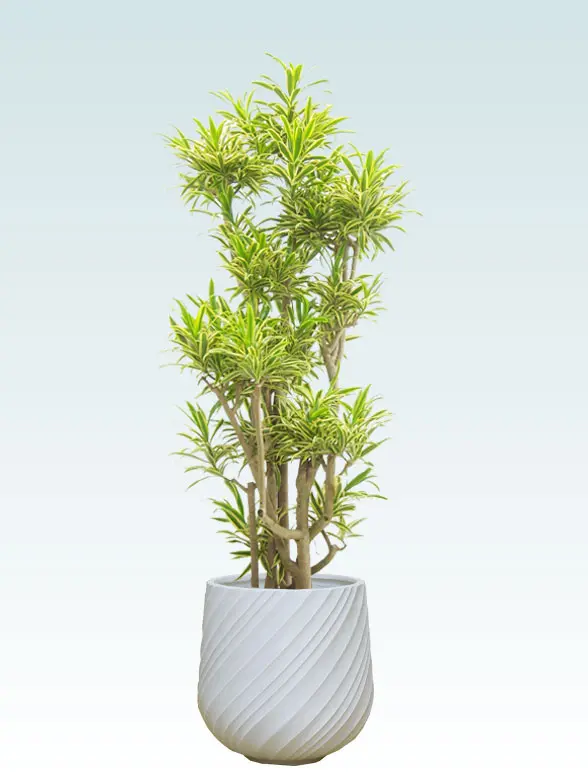 ソングオブインディア葉っぱ枝も入った画像