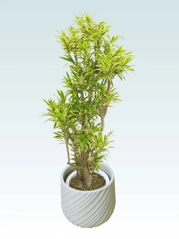 ソングオブインディア葉っぱ枝も入った画像