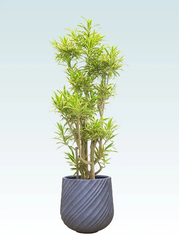 ソングオブインディア拡大横から画像