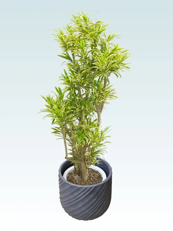 ソングオブインディア葉っぱ拡大画像