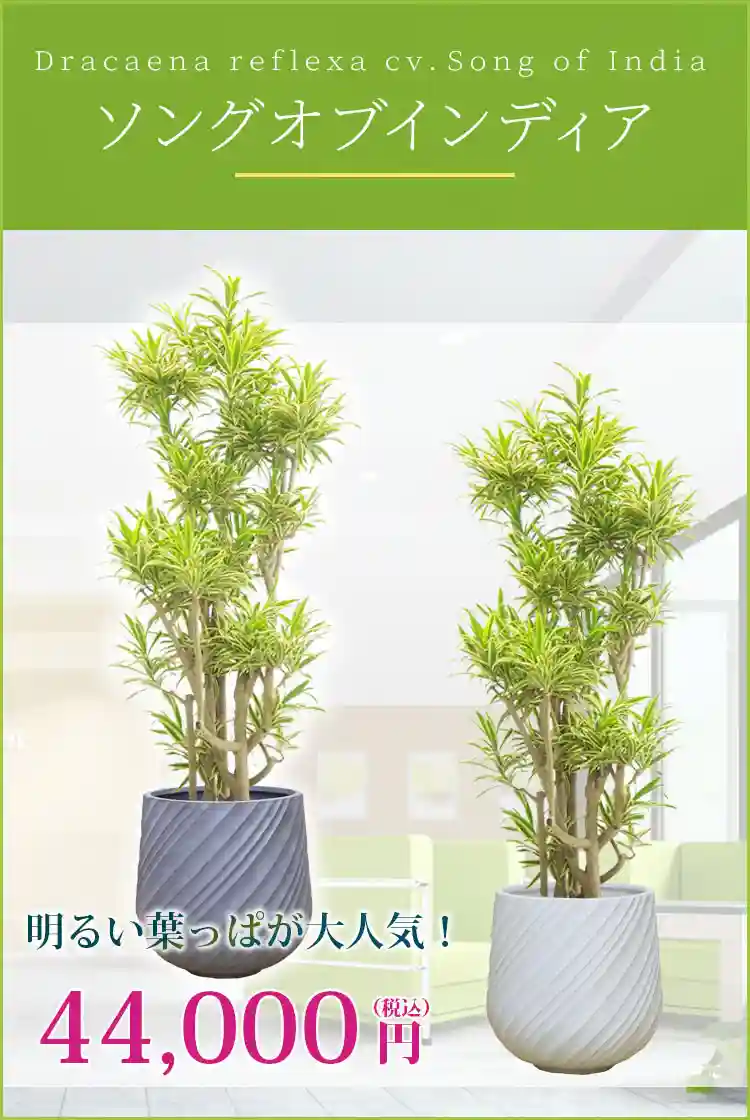 ソングオブインディア 観葉植物 44,000円(税込)