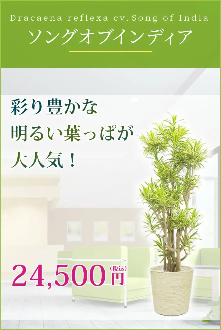 ソングオブインディア 観葉植物 23,500円(税込)