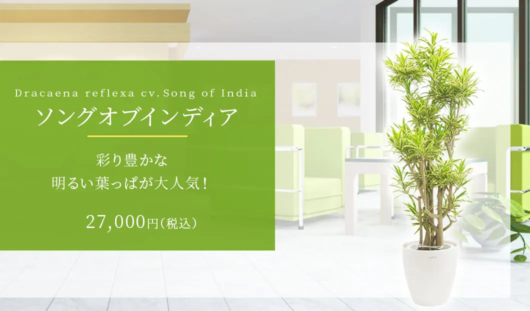 ソングオブインディア 観葉植物 27,000円(税込)