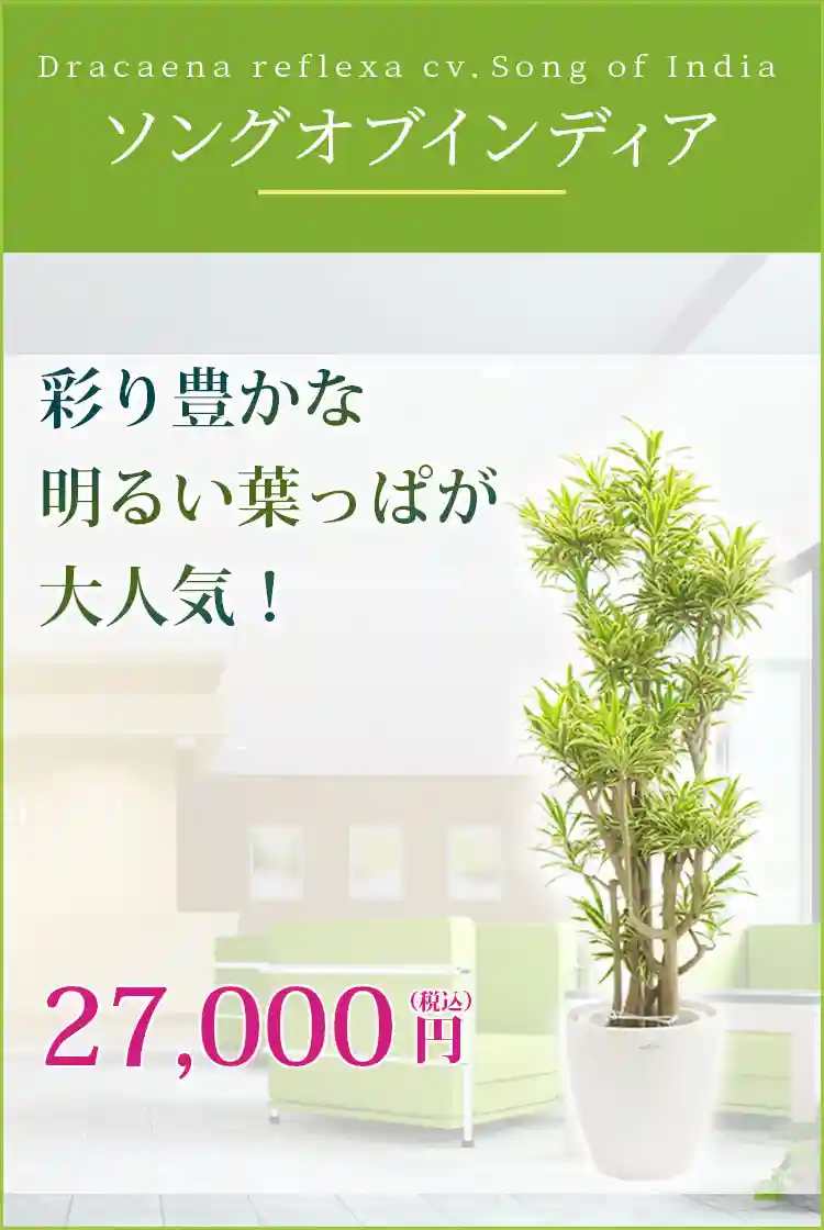 ソングオブインディア 観葉植物 27,000円(税込)