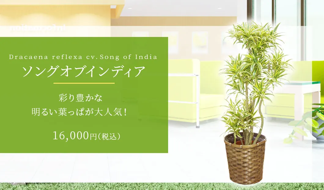 ソングオブインディア 観葉植物 14,800円(税込)