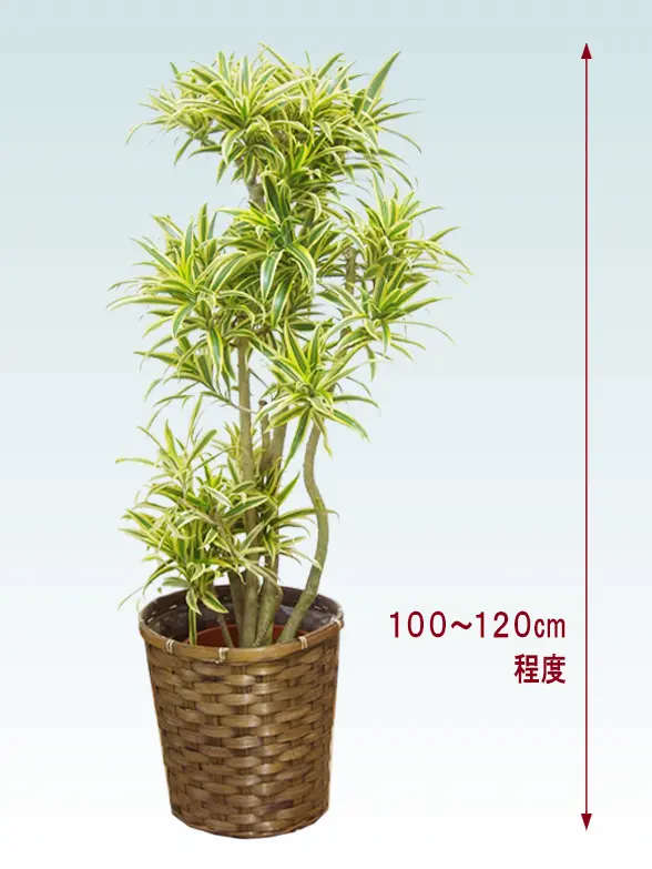 ソングオブインディア拡大横から画像