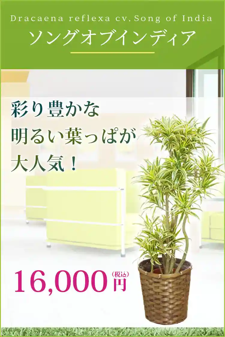 ソングオブインディア 観葉植物 14,800円(税込)