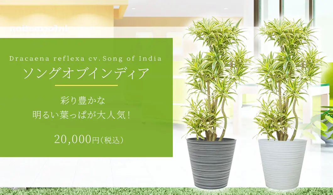 ソングオブインディア 観葉植物 20,000円(税込)