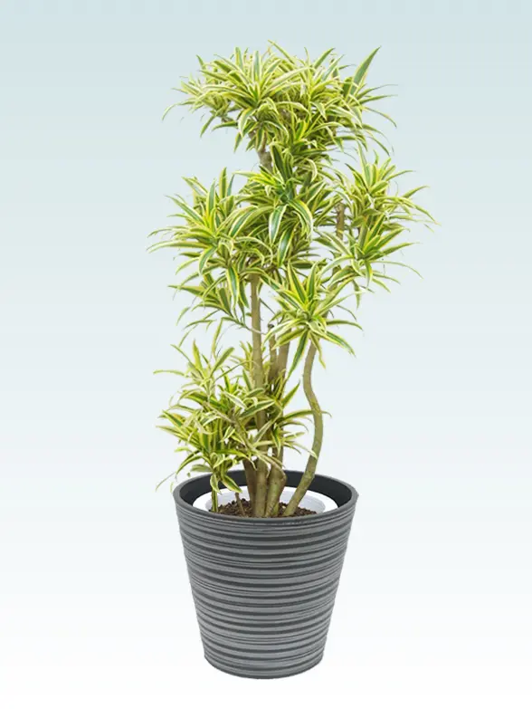 ソングオブインディア Mサイズ エコフレンドリーポット付