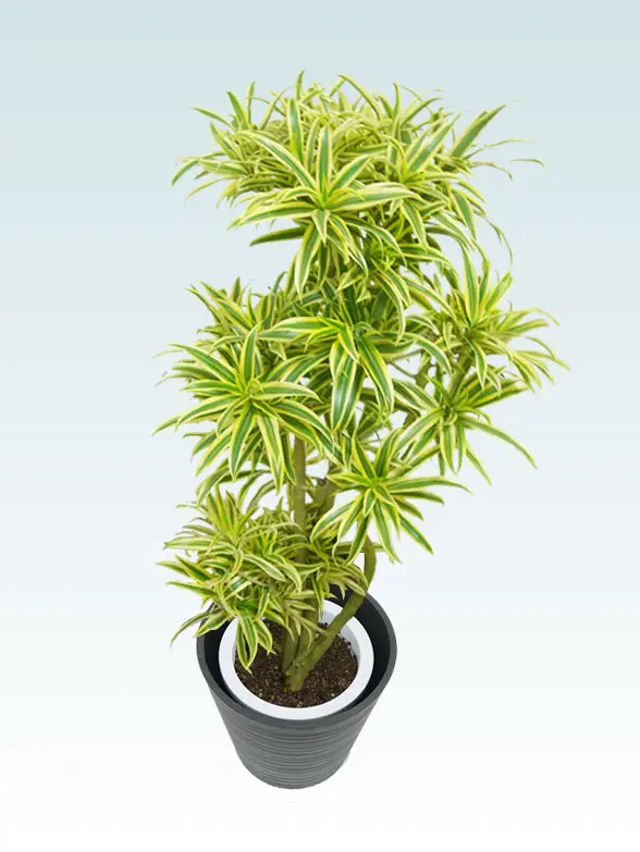 ソングオブインディア葉っぱ枝も入った画像