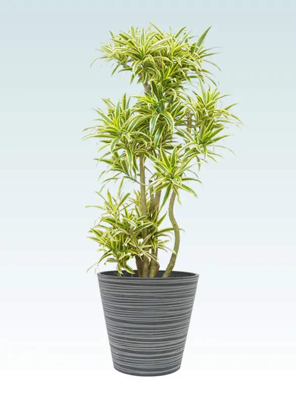 ソングオブインディア葉っぱ拡大画像