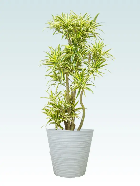 ソングオブインディア葉っぱ枝も入った画像