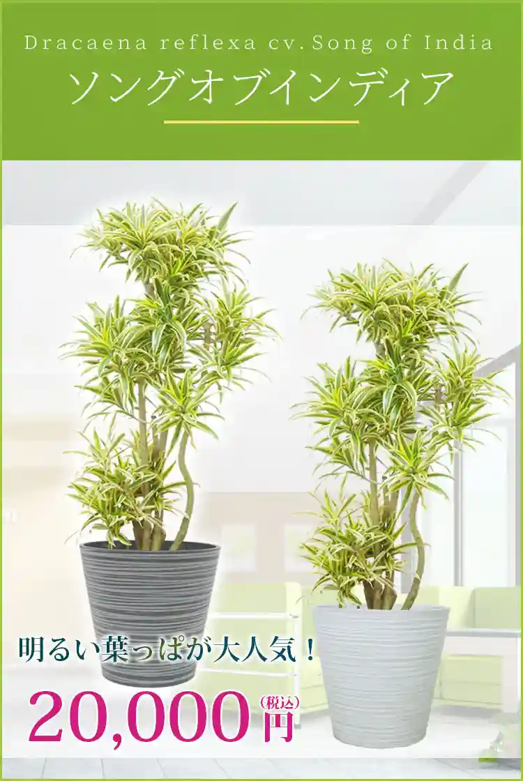 ソングオブインディア 観葉植物 20,000円(税込)