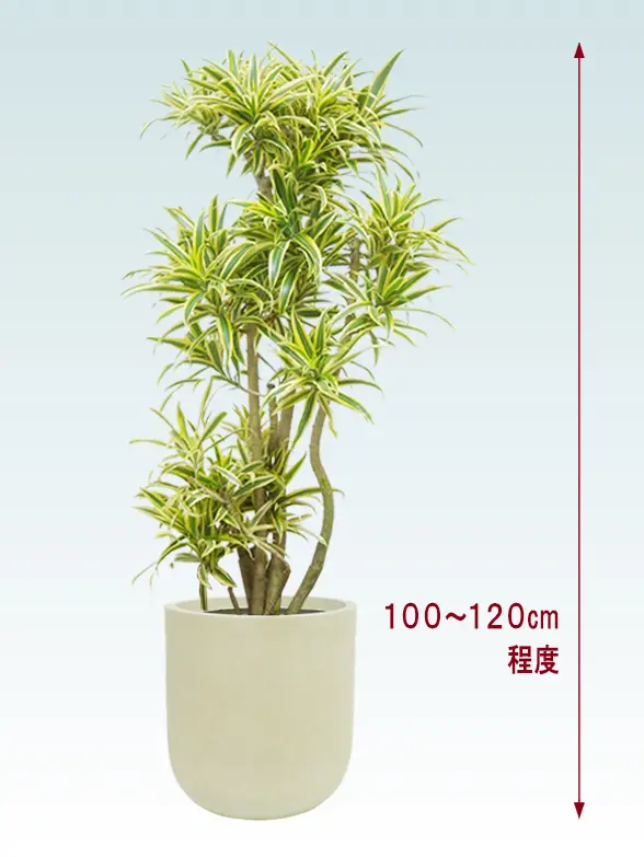 ソングオブインディア拡大横から画像