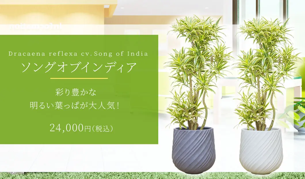 ソングオブインディア 観葉植物 24,000円(税込)
