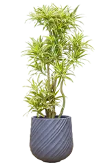 ソングオブインディア全体画像