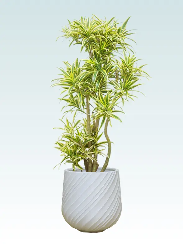 ソングオブインディア葉っぱ枝も入った画像