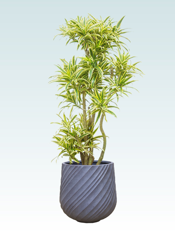 ソングオブインディア拡大横から画像