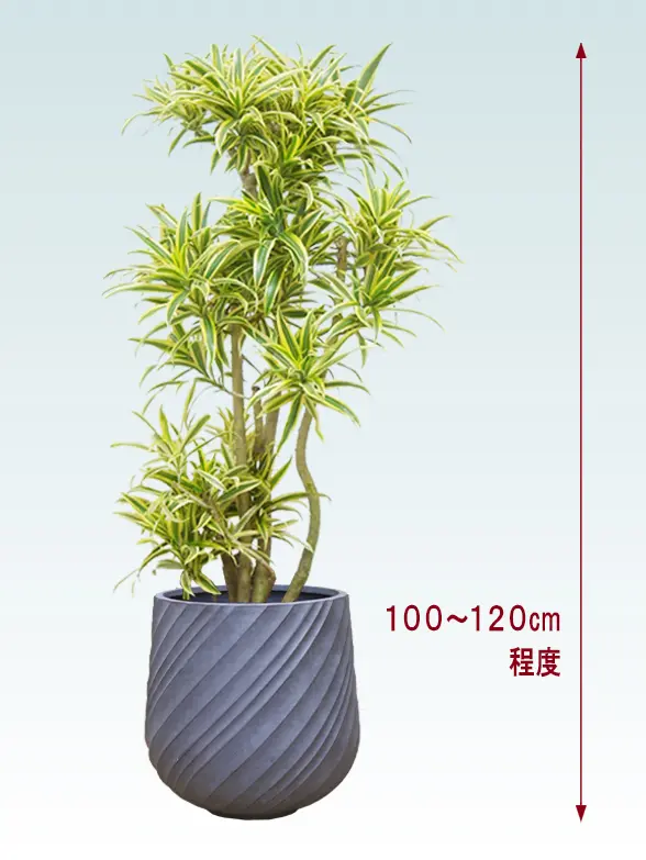 ソングオブインディア拡大横から画像