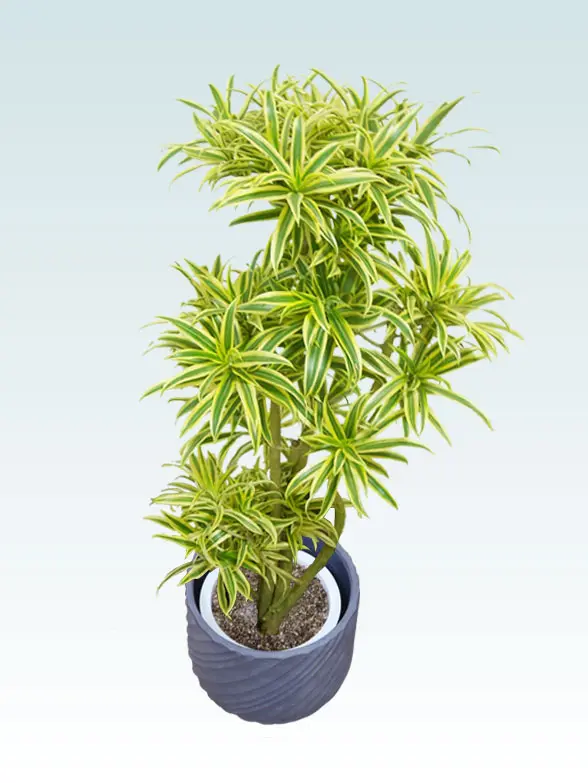 ソングオブインディア葉っぱ枝も入った画像