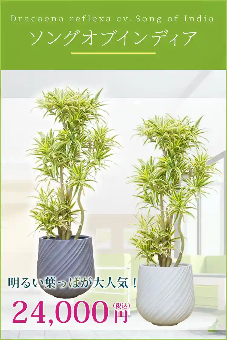 ソングオブインディア 観葉植物 24,000円(税込)