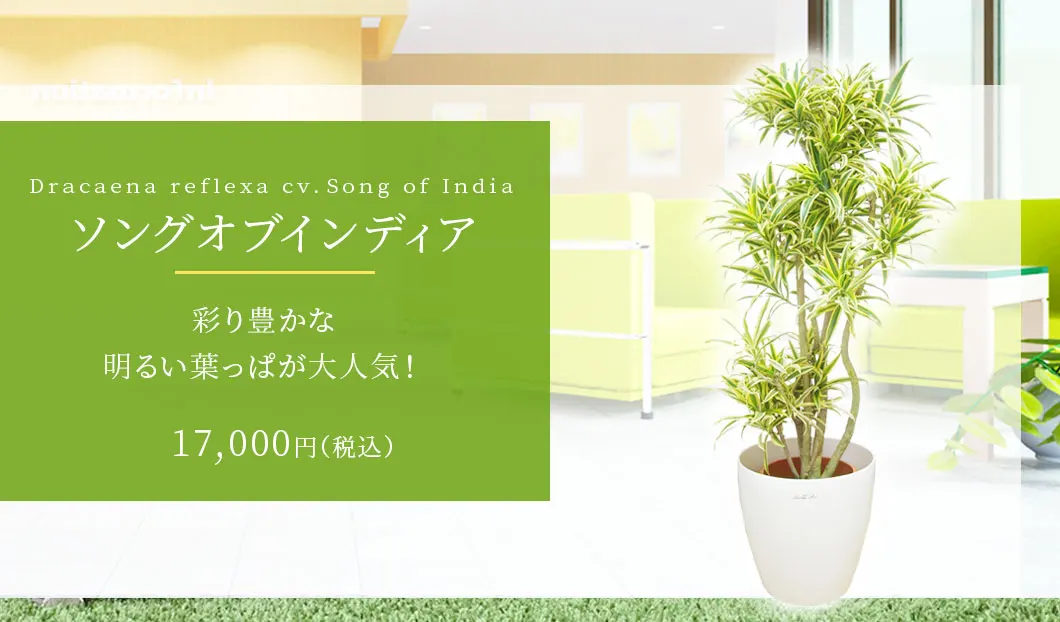 ソングオブインディア 観葉植物 15,800円(税込)