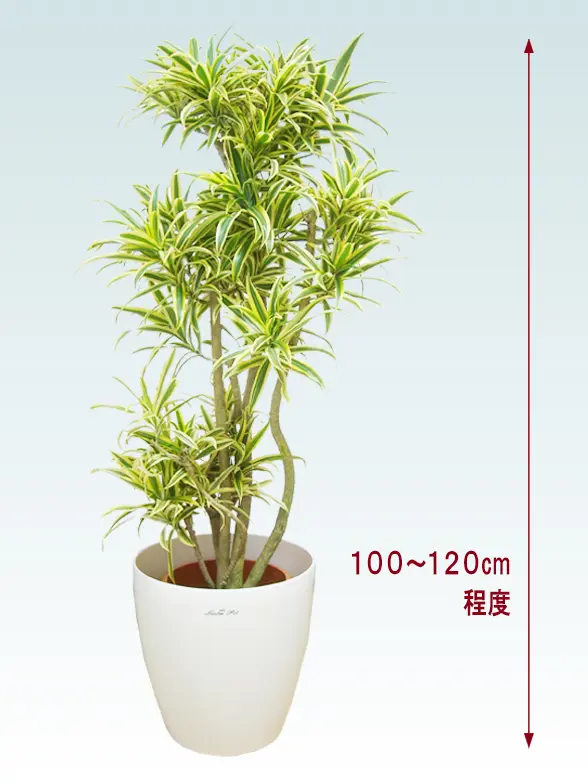ソングオブインディア拡大横から画像