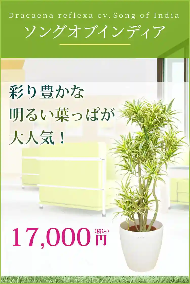 ソングオブインディア 観葉植物 15,800円(税込)