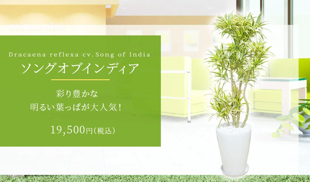 ソングオブインディア 観葉植物 18,500円(税込)