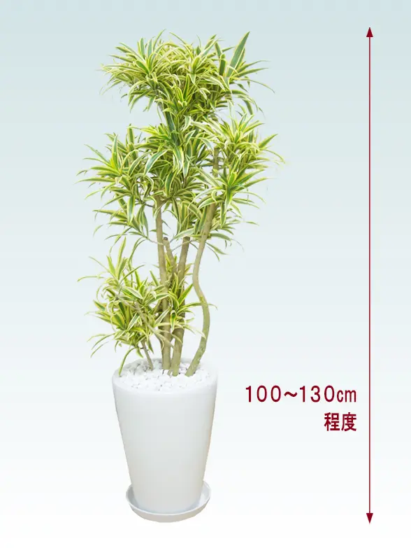 ソングオブインディア拡大横から画像