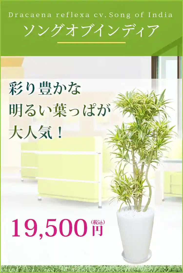 ソングオブインディア 観葉植物 18,500円(税込)