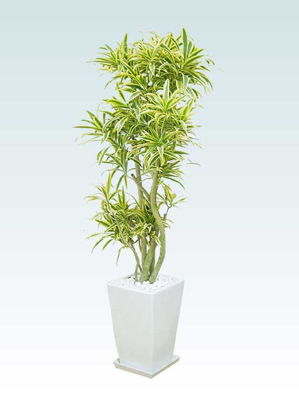 ソングオブインディア 陶器鉢植込み スクエアタイプ白色 観葉植物の販売 通販の観葉植物のオアシス