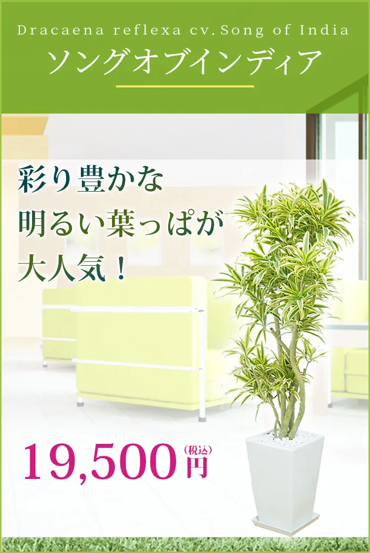 ソングオブインディア 観葉植物 18,500円(税込)