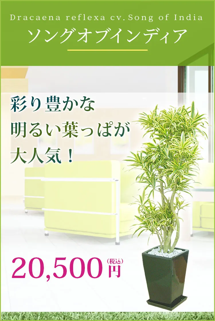 ソングオブインディア 観葉植物 19,500円(税込)