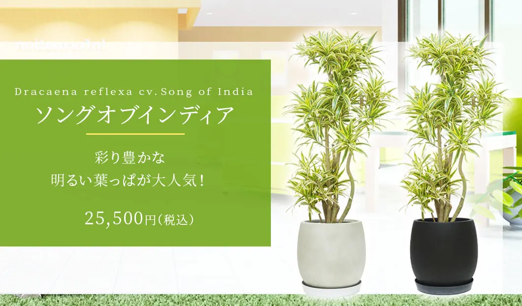 ソングオブインディア 観葉植物 25,500円(税込)