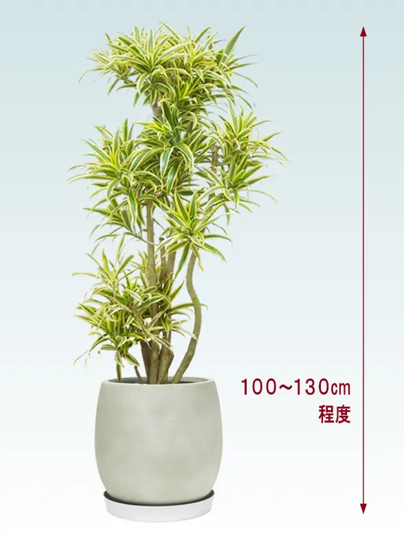 ソングオブインディア拡大横から画像