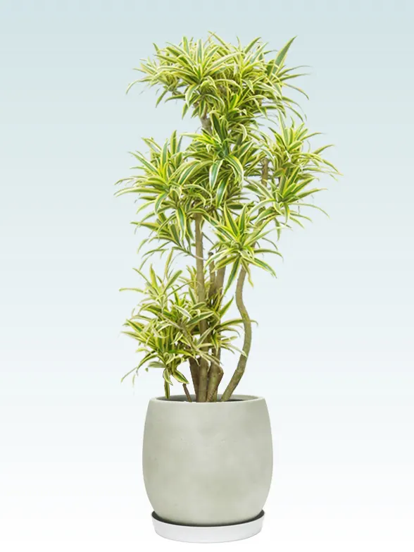 ソングオブインディア スタイリッシュ　グラスファイバー製鉢植込み、バルーン型