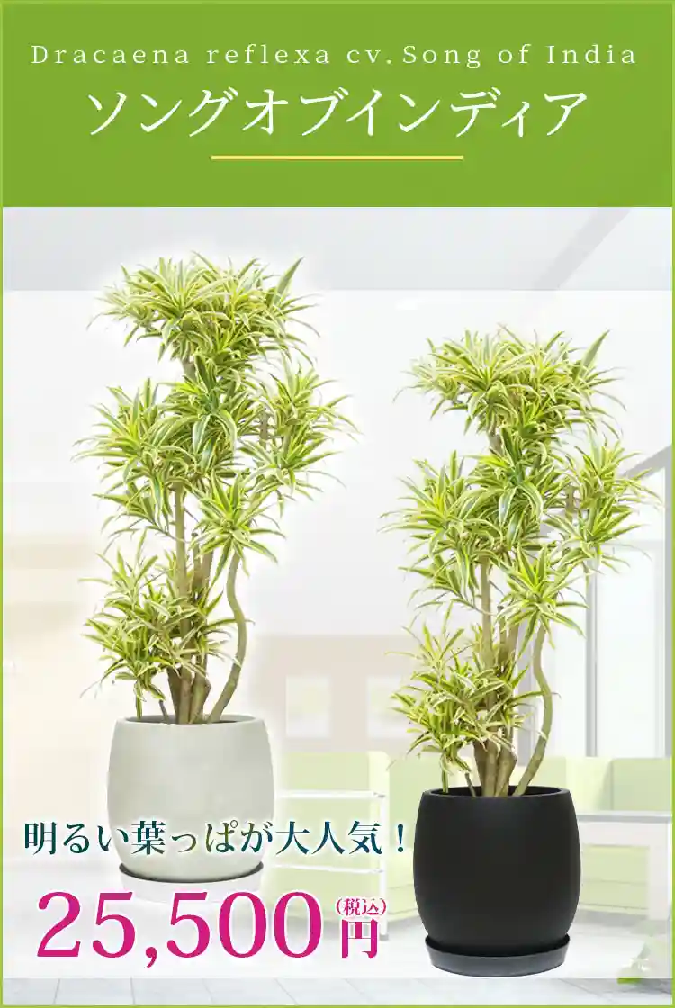 ソングオブインディア 観葉植物 25,500円(税込)