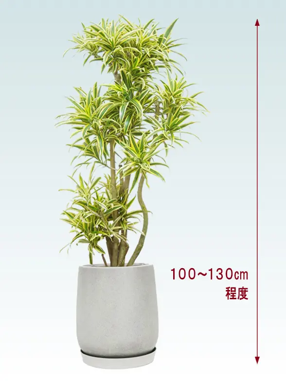 ソングオブインディア拡大横から画像