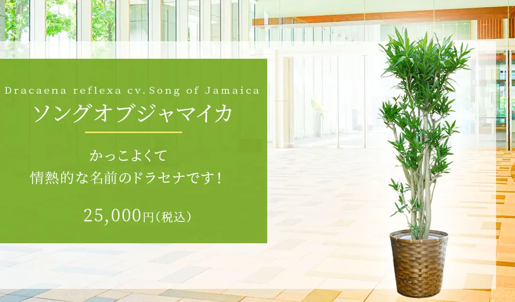 ソングオブジャマイカ 観葉植物 22,500円(税込)