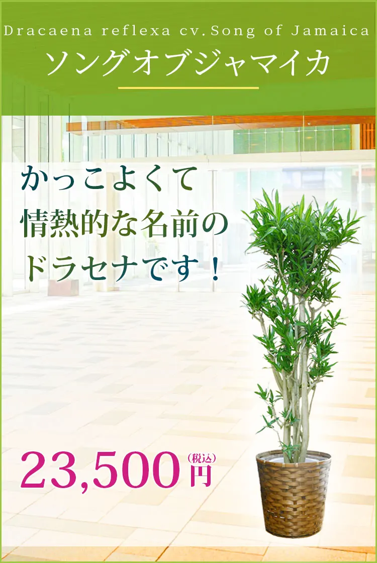 ソングオブジャマイカ 観葉植物 22,500円(税込)