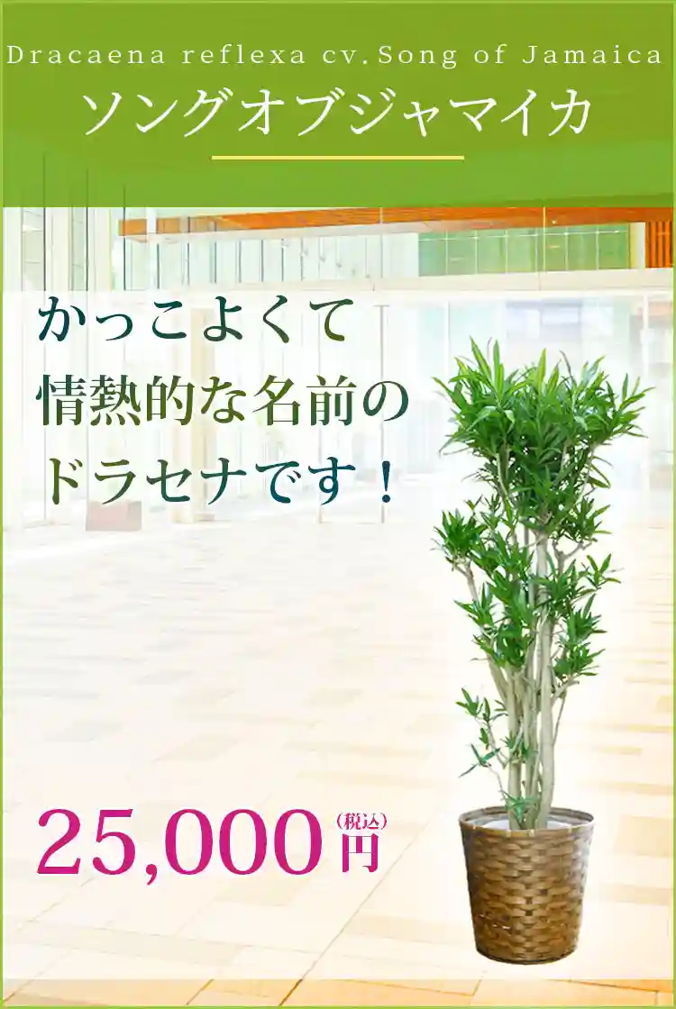 ソングオブジャマイカ 観葉植物 22,500円(税込)